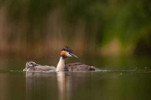 Great Crested Grebe with cubs on the water, smudged greenery and water surface in the background.Wildlife photo!