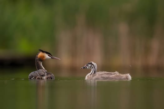 Great Crested Grebe with cubs on the water, smudged greenery and water surface in the background.Wildlife photo!
