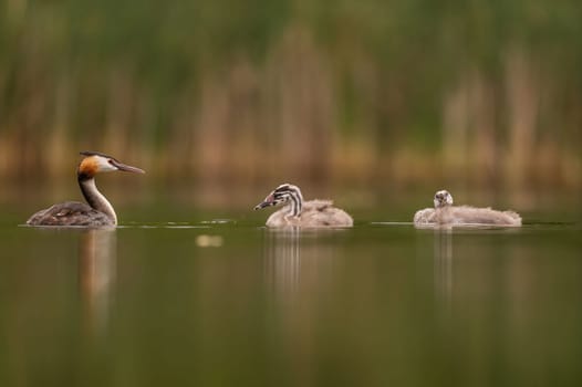 Great Crested Grebe with cubs on the water, smudged greenery and water surface in the background.Wildlife photo!