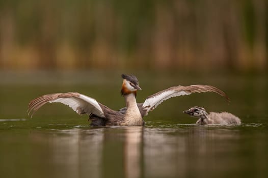 Great Crested Grebe spreading its wings for flight, with blurry greenery and sheet of water in the background.Wildlife photo!
