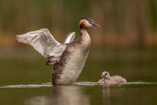 Great Crested Grebe spreading its wings for flight, with blurry greenery and sheet of water in the background.Wildlife photo!