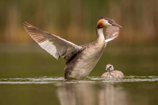Great Crested Grebe spreading its wings for flight, with blurry greenery and sheet of water in the background.Wildlife photo!