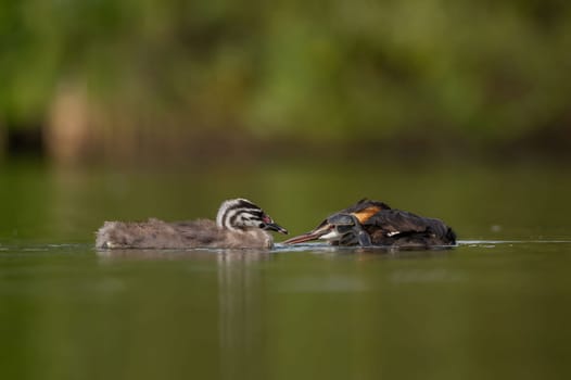 Great Crested Grebe sleeps with its young on the water, with blurry greenery and water surface in the background.Wildlife photo!