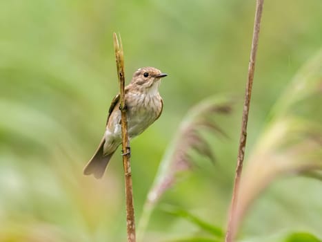 Spotted flycatcher sitting on a dry branch, smudged greenery in the background.Wildlife photo!