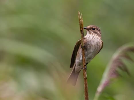 Spotted flycatcher sitting on a dry branch, smudged greenery in the background.Wildlife photo!
