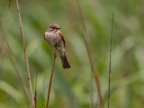 Spotted flycatcher sitting on a dry branch, smudged greenery in the background.Wildlife photo!