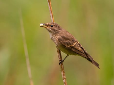 Spotted flycatcher sitting on a dry branch, smudged greenery in the background.Wildlife photo!