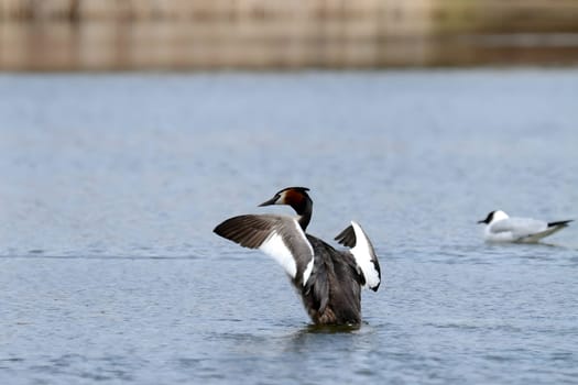 The majestic Great crested grebe, wings outstretched, poised to take flight in a graceful display of natural elegance and freedom.