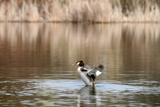 The majestic Great crested grebe, wings outstretched, poised to take flight in a graceful display of natural elegance and freedom.