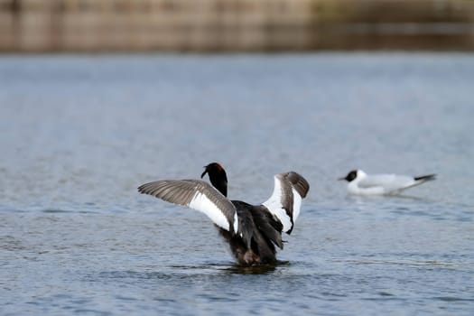 The majestic Great crested grebe, wings outstretched, poised to take flight in a graceful display of natural elegance and freedom.