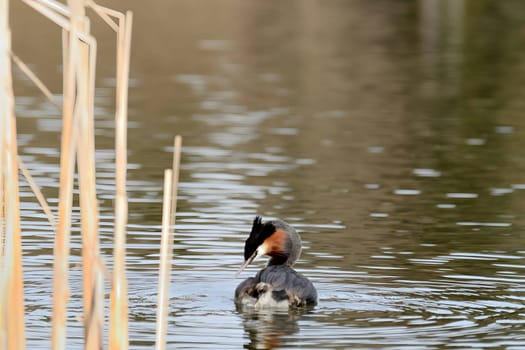 The majestic Great crested grebe, wings outstretched, poised to take flight in a graceful display of natural elegance and freedom.