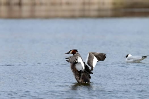 The majestic Great crested grebe, wings outstretched, poised to take flight in a graceful display of natural elegance and freedom.