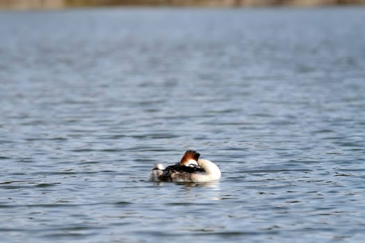 Close-up photo of a male and female Great Crested Grebe together on the water. (75 characters)