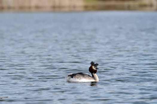 Close-up photo of a male and female Great Crested Grebe together on the water. (75 characters)