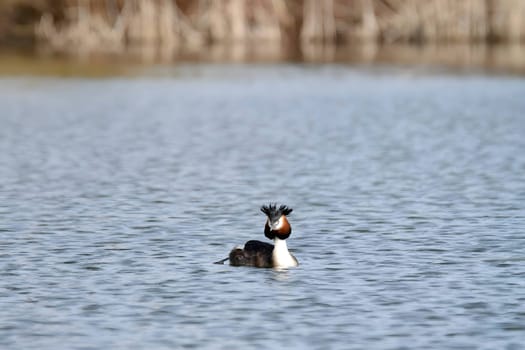 Close-up photo of a male and female Great Crested Grebe together on the water. (75 characters)