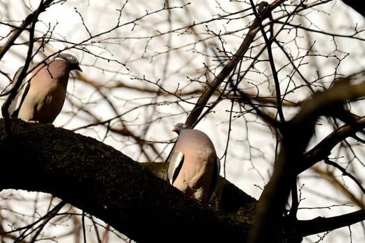 Two common wood pigeons gracefully perched on a sturdy tree branch, their soft colors blending harmoniously with the surrounding foliage.