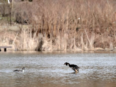 The majestic Great crested grebe, wings outstretched, poised to take flight in a graceful display of natural elegance and freedom.