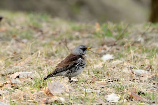 Fieldfare foraging on the ground amidst dry leaves, blending beautifully with its surroundings.