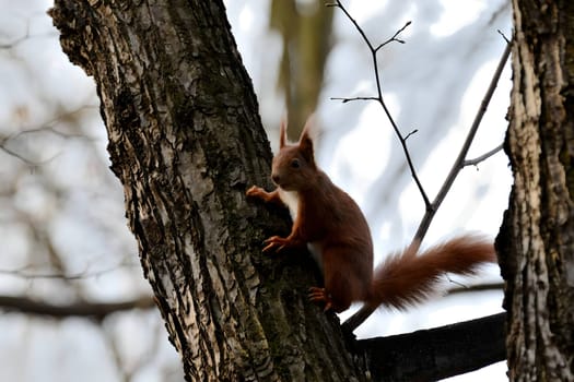 Red squirrel perched on a tree branch.
