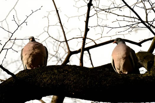 Two common wood pigeons gracefully perched on a sturdy tree branch, their soft colors blending harmoniously with the surrounding foliage.