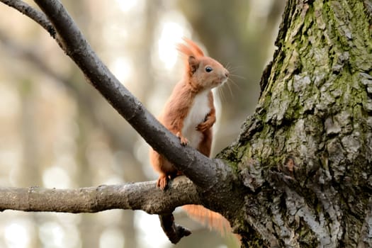 Red squirrel perched on a tree branch.