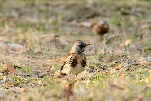 Fieldfare foraging on the ground amidst dry leaves, blending beautifully with its surroundings.