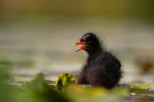 A baby Common Moorhen gracefully glides on the water, with beautifully captured reflections and blurred vegetation in the background.