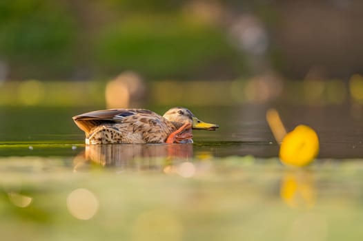 A serene wild duck gracefully gliding on the water, its reflection mirrored below. The smudged vegetation in the background adds to the tranquil scene.