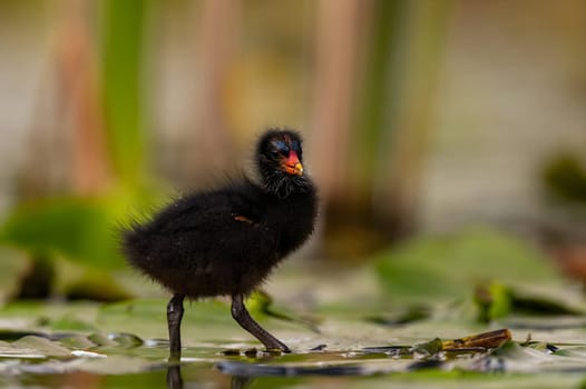 A baby Common Moorhen gracefully glides on the water, with beautifully captured reflections and blurred vegetation in the background.