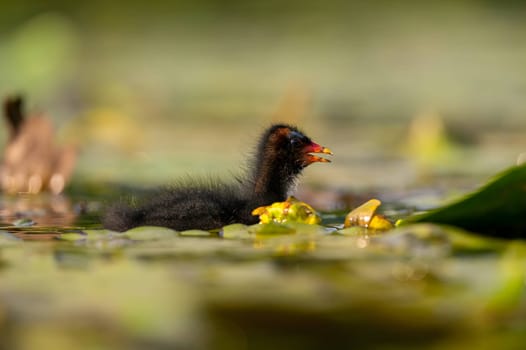 A baby Common Moorhen gracefully glides on the water, with beautifully captured reflections and blurred vegetation in the background.