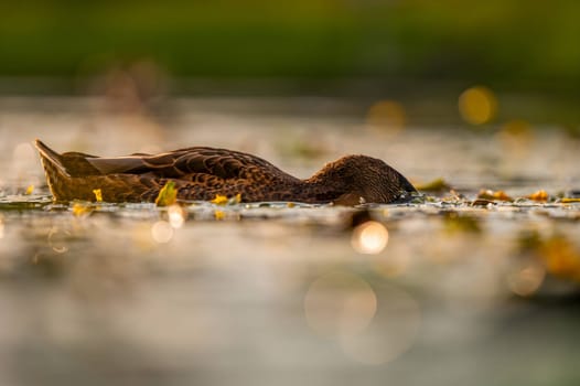 A serene wild duck gracefully gliding on the water, its reflection mirrored below. The smudged vegetation in the background adds to the tranquil scene.