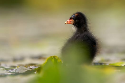 A baby Common Moorhen gracefully glides on the water, with beautifully captured reflections and blurred vegetation in the background.