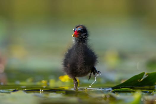 A baby Common Moorhen gracefully glides on the water, with beautifully captured reflections and blurred vegetation in the background.
