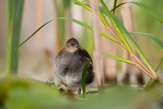 A baby Common Moorhen gracefully glides on the water, with beautifully captured reflections and blurred vegetation in the background.