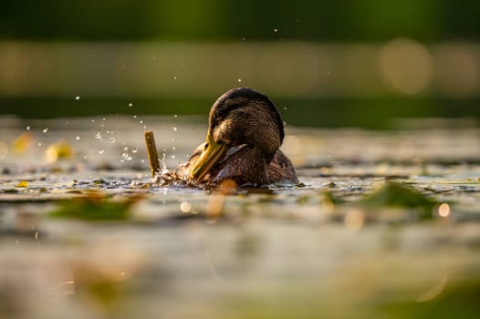 A serene wild duck gracefully gliding on the water, its reflection mirrored below. The smudged vegetation in the background adds to the tranquil scene.