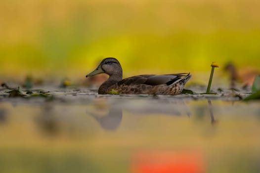 A serene wild duck gracefully gliding on the water, its reflection mirrored below. The smudged vegetation in the background adds to the tranquil scene.
