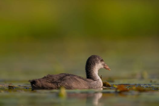 A baby Common Moorhen gracefully glides on the water, with beautifully captured reflections and blurred vegetation in the background.