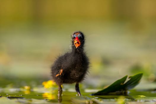 A baby Common Moorhen gracefully glides on the water, with beautifully captured reflections and blurred vegetation in the background.