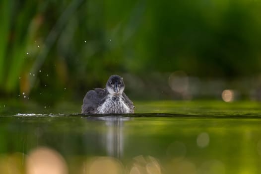 A baby Common Moorhen gracefully glides on the water, with beautifully captured reflections and blurred vegetation in the background.