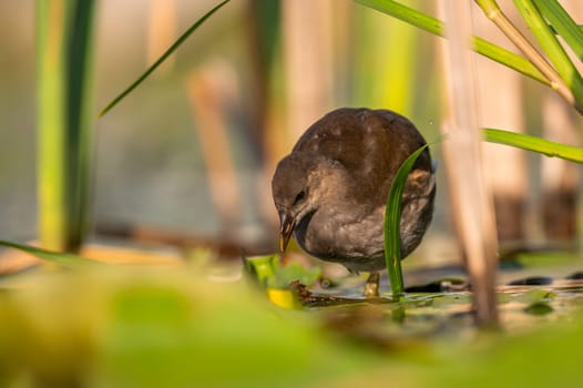 A baby Common Moorhen gracefully glides on the water, with beautifully captured reflections and blurred vegetation in the background.