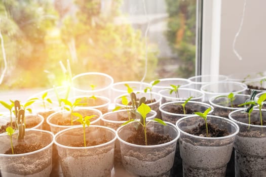 Young sprouts tomato, showcasing the growth of tomato seedlings in plastic glasses on a windowsill. Witness the emergence of delicate green leaves as the plants thrive indoors during spring