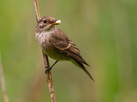 Spotted flycatcher sitting on a dry branch, smudged greenery in the background.Wildlife photo!