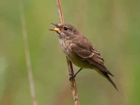 Spotted flycatcher sitting on a dry branch, smudged greenery in the background.Wildlife photo!