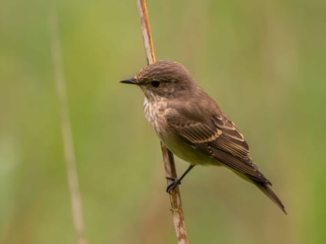Spotted flycatcher sitting on a dry branch, smudged greenery in the background.Wildlife photo!