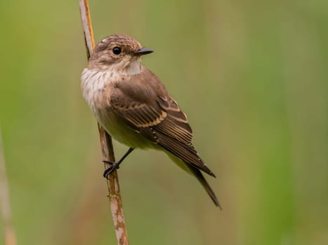 Spotted flycatcher sitting on a dry branch, smudged greenery in the background.Wildlife photo!