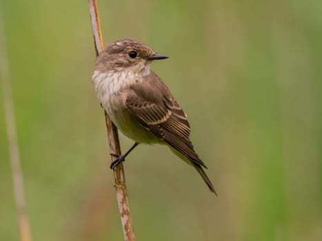 Spotted flycatcher sitting on a dry branch, smudged greenery in the background.Wildlife photo!