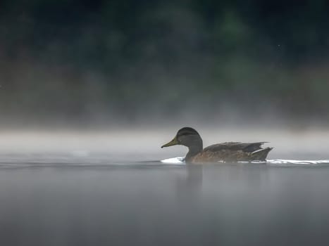 Wild duck swimming in the middle of floating fog at night.Wildlife photo!
