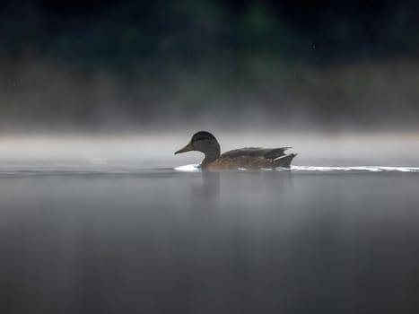 Wild duck swimming in the middle of floating fog at night.Wildlife photo!