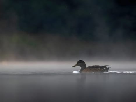 Wild duck swimming in the middle of floating fog at night.Wildlife photo!
