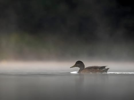Wild duck swimming in the middle of floating fog at night.Wildlife photo!